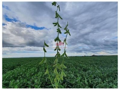 Fazenda, 7500 m² - Foto 1