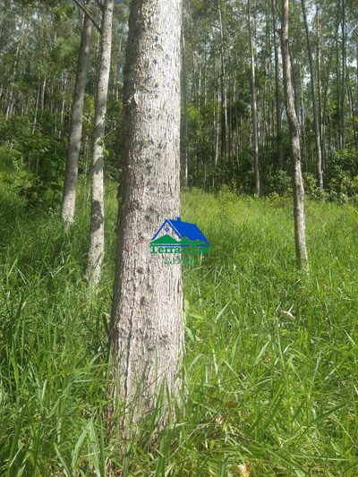 Terreno, 75 hectares - Foto 1