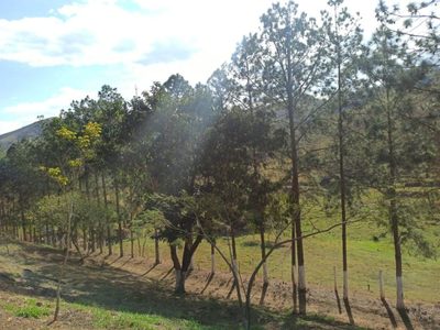 Sítio, 3 quartos, 11 hectares - Foto 4