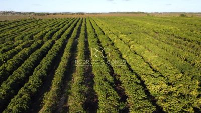 Fazenda, 382 hectares - Foto 4