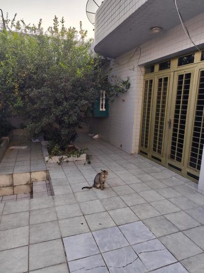 Casa, 12 quartos - Foto 4