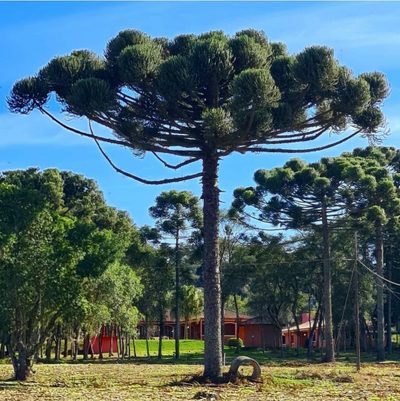 Terreno, 12 hectares - Foto 5