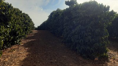 Fazenda, 80 hectares - Foto 5