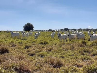 Fazenda, 5170 m² - Foto 3