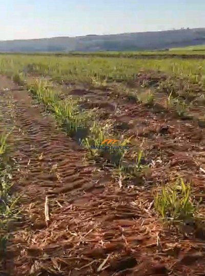 Fazenda, 155 hectares - Foto 2