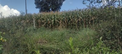 Fazenda, 100 m² - Foto 4
