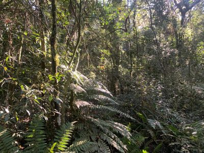 Terreno, 3 hectares - Foto 4