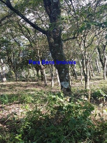 Terreno, 2 hectares - Foto 1