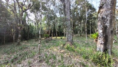 Terreno, 2000 m² - Foto 4