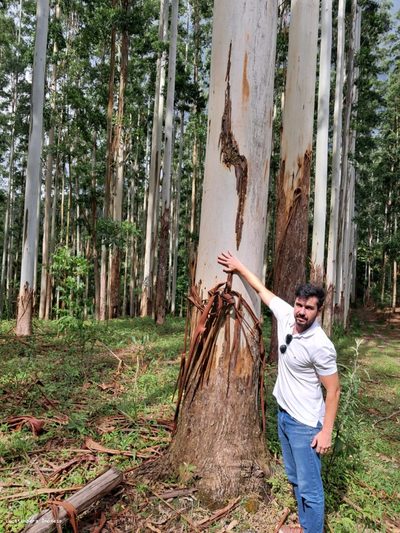 Chácara, 7 hectares - Foto 5