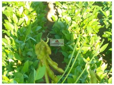 Fazenda, 8000 m² - Foto 3