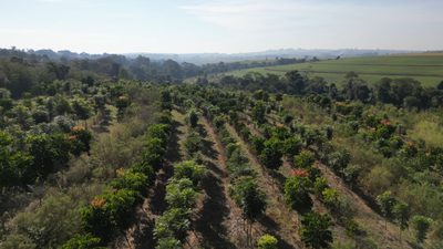 Terreno, 10 hectares - Foto 2