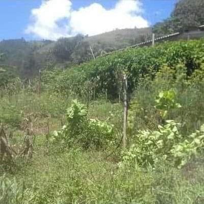 Chácara, 3000 m² - Foto 4