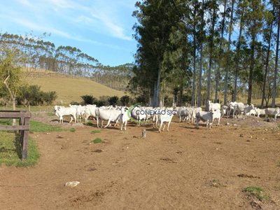 Fazenda, 320 hectares - Foto 3
