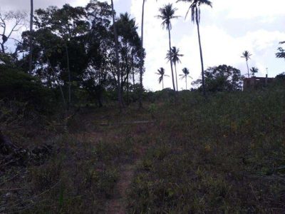 Terreno, 4 hectares - Foto 4