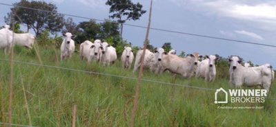 Fazenda, 5130 hectares - Foto 1