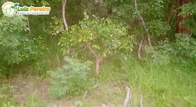 Terreno, 421 hectares - Foto 2