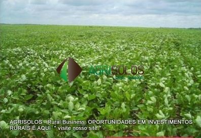 Terreno, 1200 m² - Foto 5