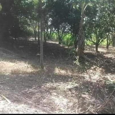 Chácara, 3000 m² - Foto 5