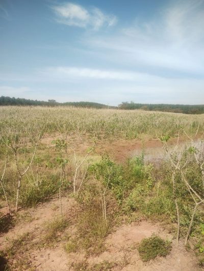 Fazenda, 300 m² - Foto 1