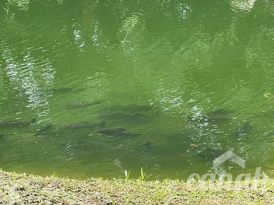 Sítio, 10 m² - Foto 4