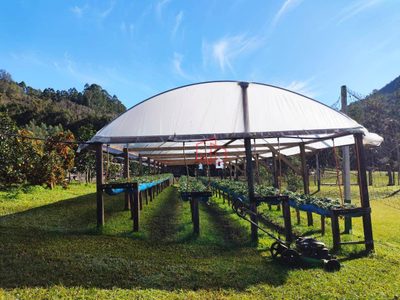 Sítio, 9 quartos, 7 hectares - Foto 4