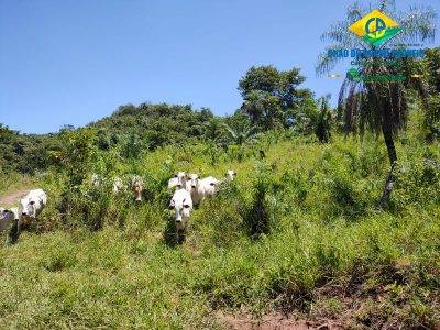 Fazenda, 3 quartos - Foto 3