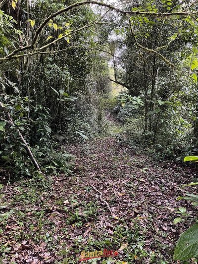 Chácara, 45 hectares - Foto 4