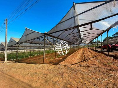 Terreno, 7 hectares - Foto 4