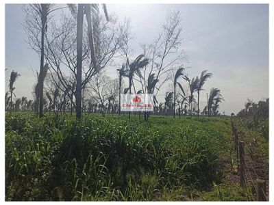 Fazenda, 541 m² - Foto 2