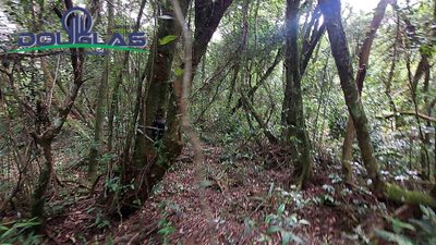 Terreno, 2 hectares - Foto 4
