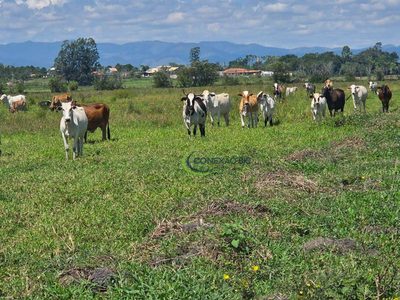 Fazenda, 48 hectares - Foto 1