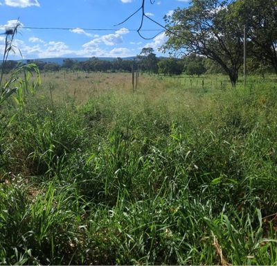 Chácara, 1 quarto, 130 hectares - Foto 1