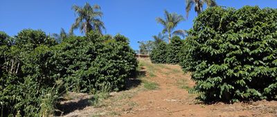 Sítio, 3 quartos, 19 hectares - Foto 1