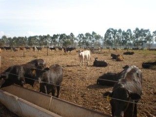 Fazenda, 6200 m² - Foto 1