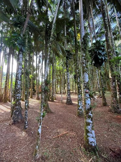 Fazenda, 1 hectares - Foto 4