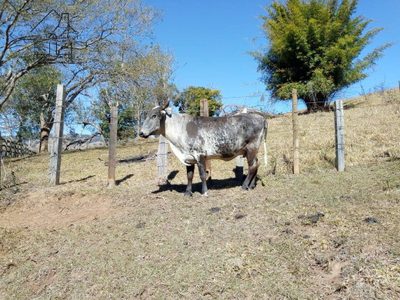 Sítio, 3 quartos, 53 hectares - Foto 4