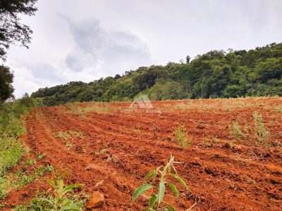 Fazenda, 40 hectares - Foto 3