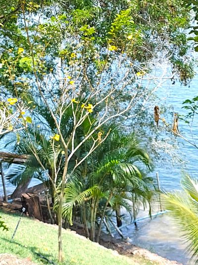 Chácara, 5 quartos, 1 hectares - Foto 4