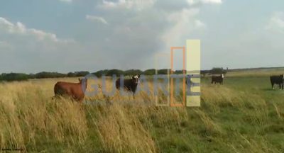 Fazenda, 153 hectares - Foto 2