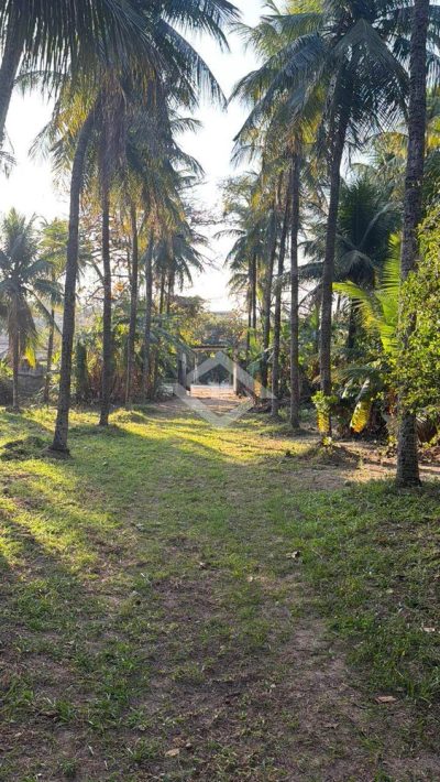 Terreno, 10000 m² - Foto 1