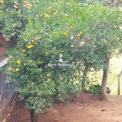 Chácara, 4 quartos - Foto 4