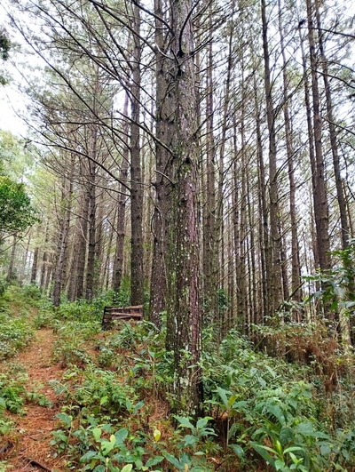 Sítio, 35 m² - Foto 2