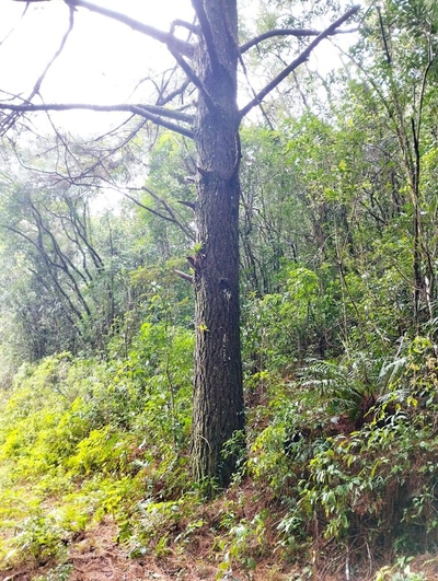 Sítio, 35 m² - Foto 1