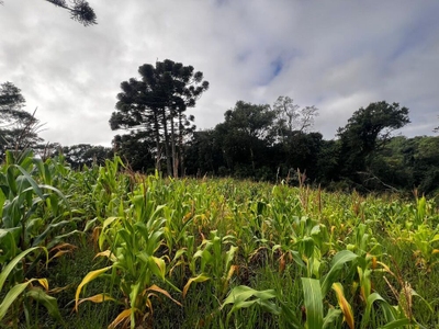 Sítio, 3 quartos, 3 m² - Foto 1