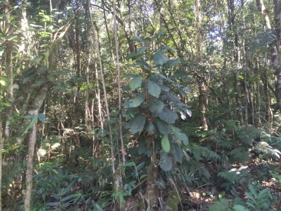 Terreno, 2 hectares - Foto 5