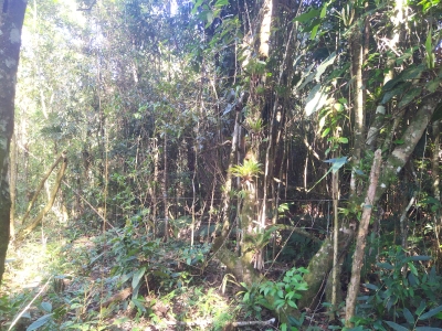 Terreno, 2 hectares - Foto 1