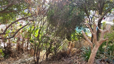 Chácara, 2 quartos, 1046 m² - Foto 2