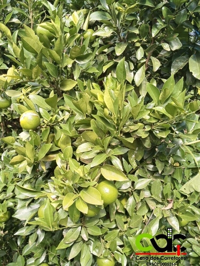 Sítio, 1 m² - Foto 2