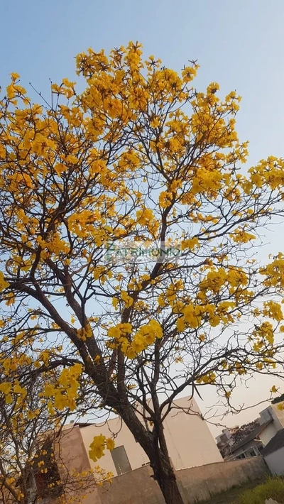 Terreno, 250 m² - Foto 4